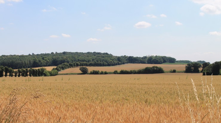 Photographie de la butte de Châtenay avec un champ et des forêts en arrière-plan.