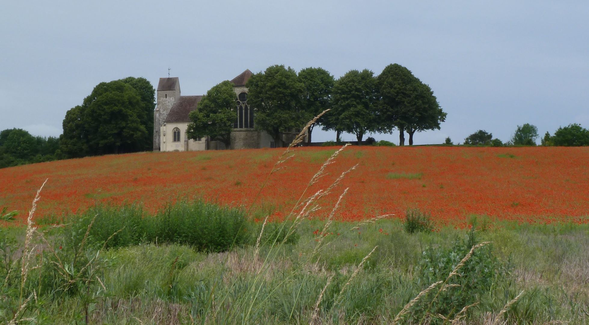 Photographie de la butte de Doue en Seine-et-Marne avec un champ de coquelicots, une église et un bosquet.